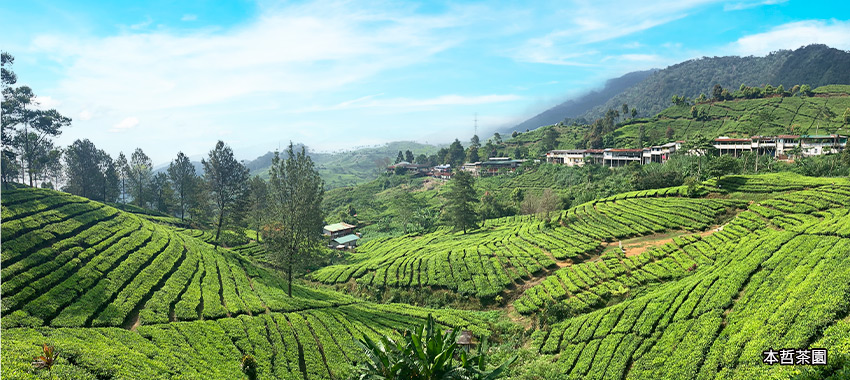 本哲茶園Puncak Tea Plantation